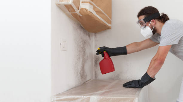 Professional Black Mold Remediation technician working in Baldwin, MI