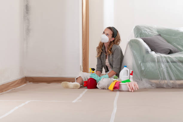 Reliable Black Mold Remediation contractor in Baldwin, MI by Mold Remediation HQ
