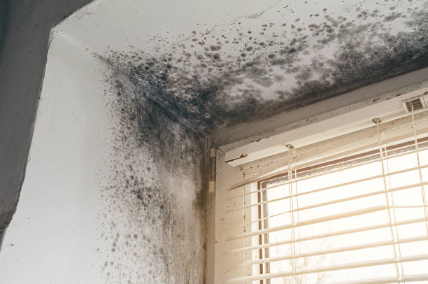 Affordable Black Mold Remediation solutions in Baldwin, MI
